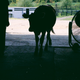 Illustration for article titled Impressions of Crouton, a Moderately Famous Internet Cow